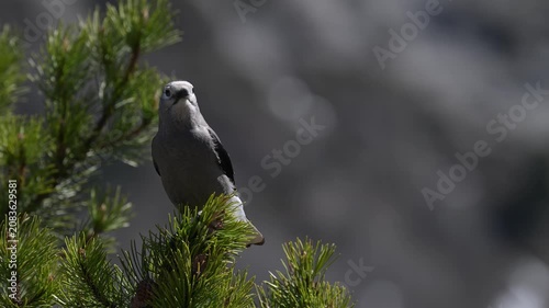 Clark's nutcracker on whitebark pine in the Canadian Rockies