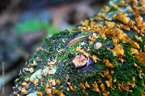 Canvas-taulu orange crust fungus growing on a mossy log with a slug
