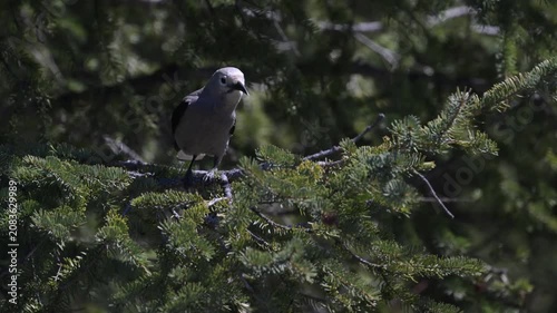 Clark's nutcracker on whitebark pine in the Canadian Rockies