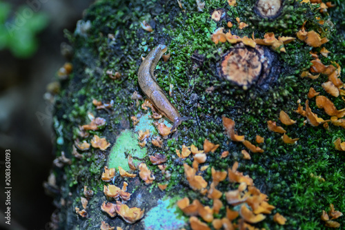 фотографія orange crust fungus growing on a mossy log with a slug