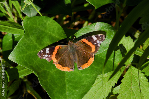 Fotografía Macro photograph of a red admiral butterfly resting on a green leaf