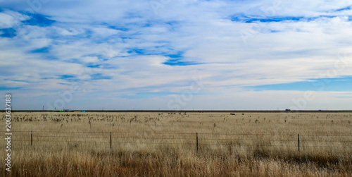 Texas, USA. This scene depicts domestic cattle (Bos taurus) grazing on an extensive pasture in late autumn.