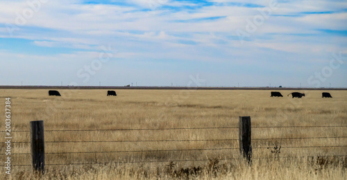 Texas, USA. This scene depicts domestic cattle (Bos taurus) grazing on an extensive pasture in late autumn.