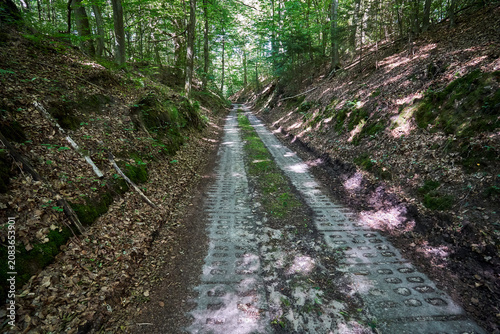 A ravine with a concrete slab road in a dense forest on a sunny summer day