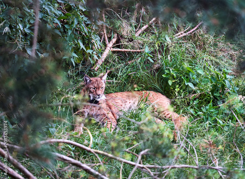 Adult lynx resting in dense undergrowth in the forest