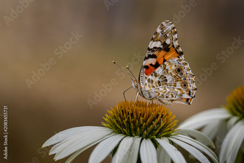 Papillon Belle Dame ou Vanessa
