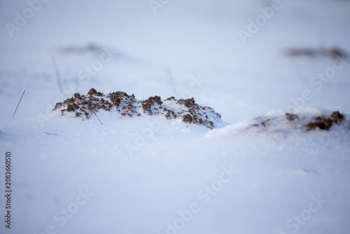 Mole hills in a snow covered landscape on permanent pasture