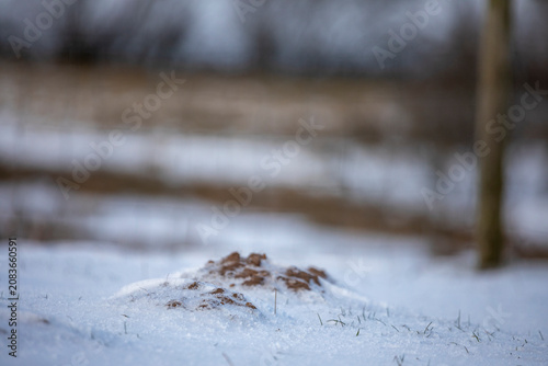 Mole hills in a snow covered landscape on permanent pasture, North Yorkshire, England , United Kingdom
