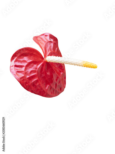 Potted red Anthurium flowers adorn the sidewalk. Other names are: tailflower, flamingo flower and laceleaf.