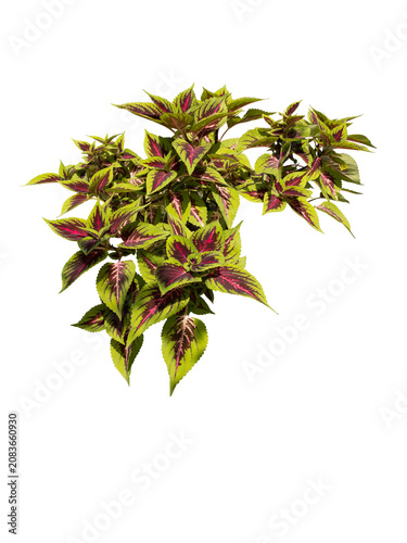 Red and green leaves of the coleus plant or Plectranthus scutellarioides or Solenostemon scutellarioides. Formerly known as Coleus blumei. Cut out and isolated on transparent background.
