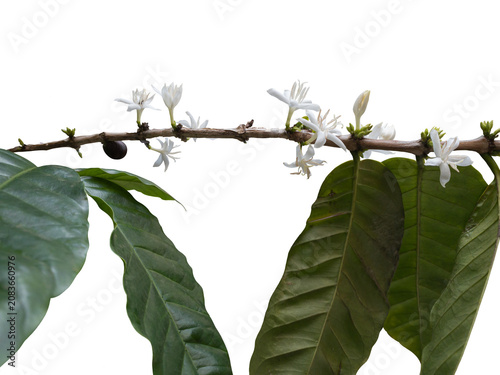 Coffea arabica white flowers, coffee tree in
flower. Cut out and isolated on transparent background. 