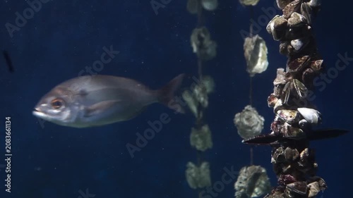 A fish swimming in dark blue water alongside a vertical rope covered in cultivated mussels and oysters.