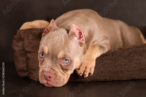 Quadro su tela Studio portrait of a cute tan American Bully puppy lying on a brown cushion against a dark background