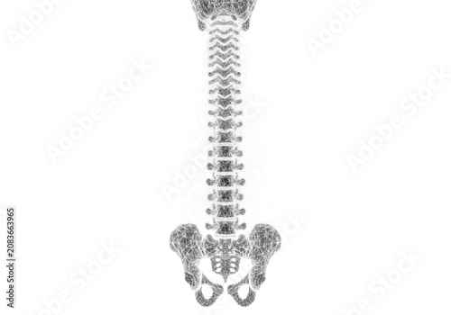 Monochrome wireframe rendering of an anatomical spine, ribcage, and pelvis composed of glowing digital nodes and filaments on a high-key white studio background. Concept of synthetic biology and
