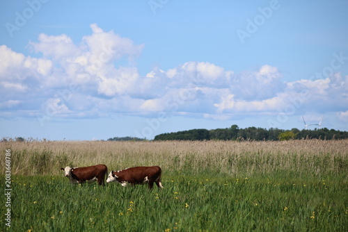Photography Beautiful scenic view of Sweden landscape with traditional red houses