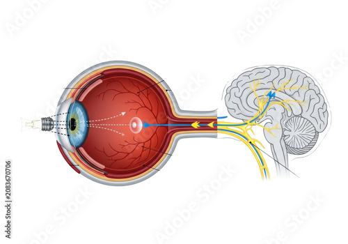 a complex, detailed cross-sectional anatomical diagram of a stylized feline (cat) eye, optic nerve, and visual cortex, showing light rays and neural pathways on a transparent background. concept of