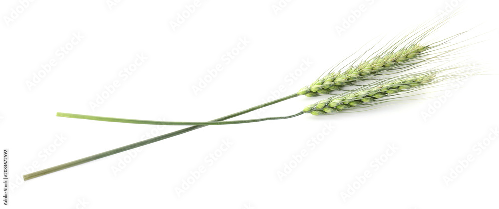 Fototapeta premium Two green wheat spikes isolated on white