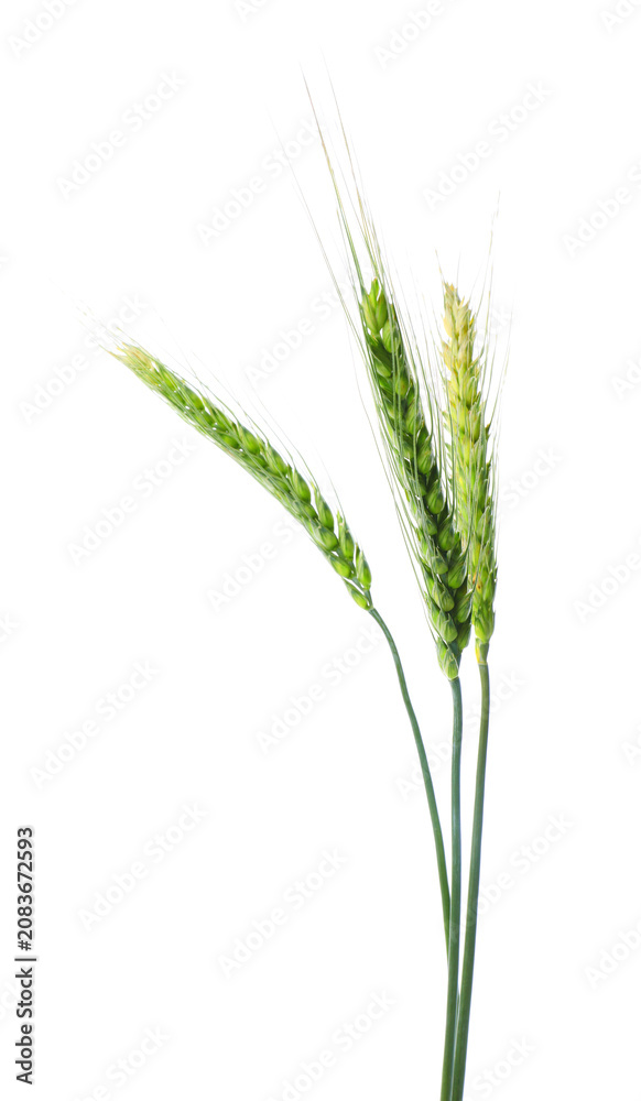 Fototapeta premium Three green wheat spikes isolated on white