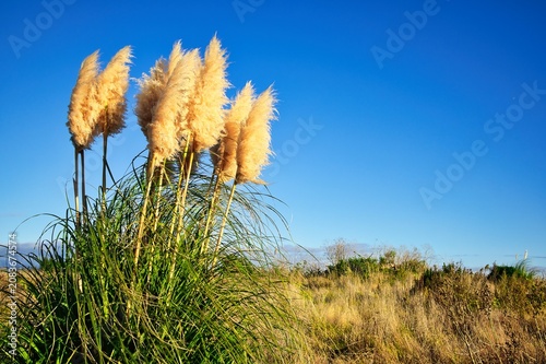 Toi Toi Blue Sky