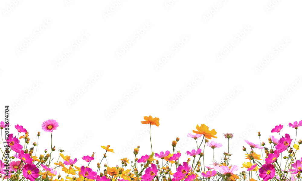 Obraz premium multicolored orangr red pink yellow flowers png, flower field png, plant png, wildflowers png, . Flowers on Transparent Background. bouquet of summer wildflowers field on transparent background 