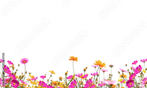 multicolored orangr red pink yellow flowers png, flower  field png,  plant png, wildflowers png, . Flowers on Transparent Background. bouquet of summer wildflowers field on transparent background	