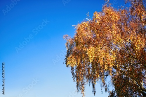 Sliver Beach Tree Autumn Colors