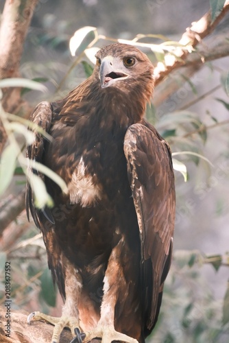 Konstfotografi bird of prey