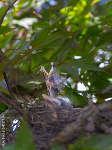 Baby Robbins with open mouth and head reach up for food from mother