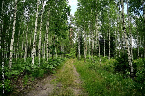 footpath in the forest