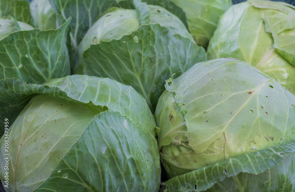 Fototapeta premium Fresh harvested white cabbage heads with green leaves from farm ready for market and healthy cooking
