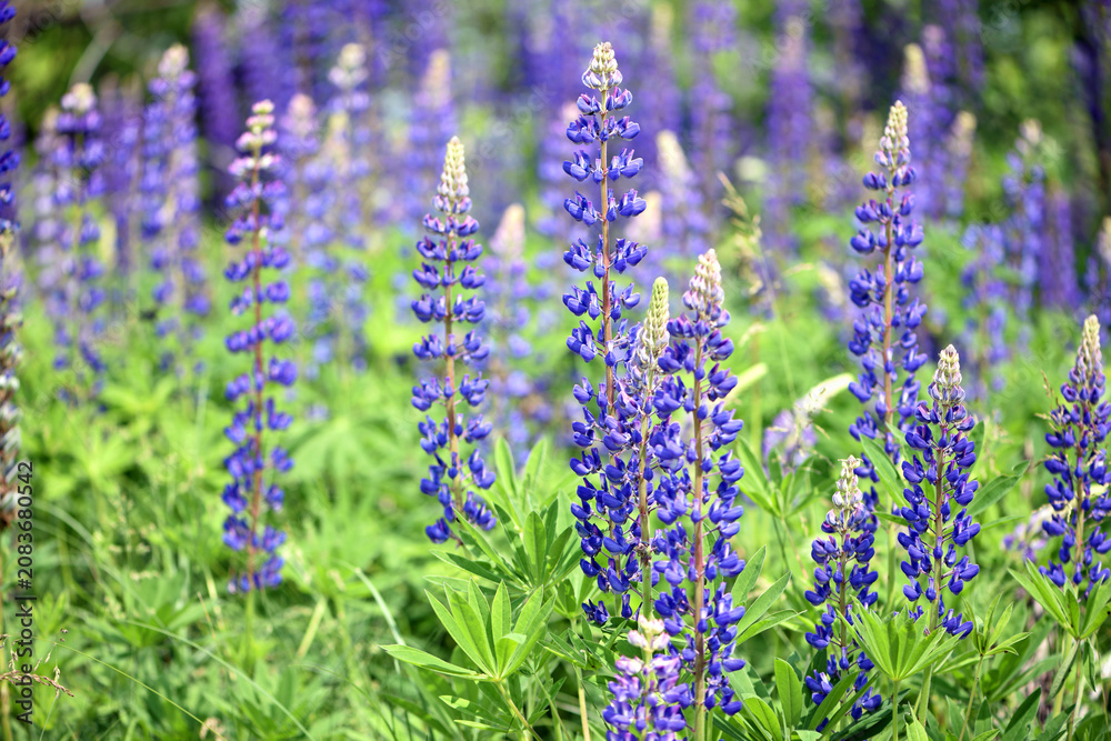 Obraz premium Blooming lupine flower. Lupine, a field of lupine with pink purple and blue flowers. Bouquet of lupines summer floral background. Lupine field. Purple spring and summer flower