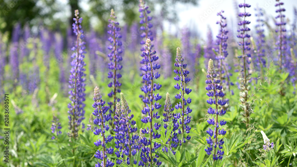 Obraz premium Blooming lupine flower. Lupine, a field of lupine with pink purple and blue flowers. Bouquet of lupines summer floral background. Lupine field. Purple spring and summer flower