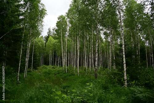 Birch forest in summer