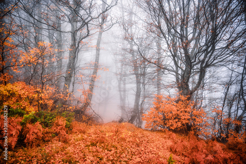 Cuadro en lienzo Mysterious autumn beech forest enveloped in thick dense fog with vibrant orange and red foliage covering the ground
