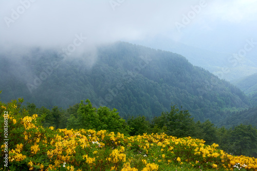 Misty mountain landscape with dense forest visible through fog clouds, yellow rhododendron blooming in foreground. Ethereal wild nature scene.