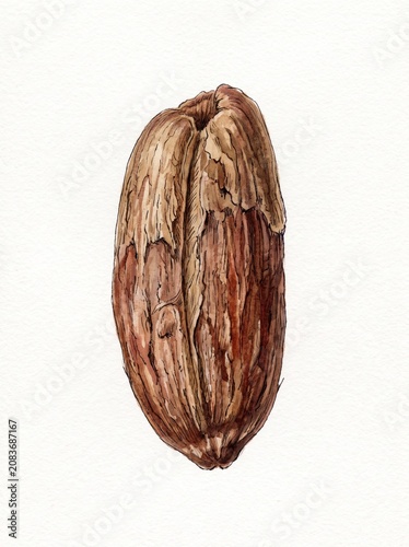 Seed Anatomy 