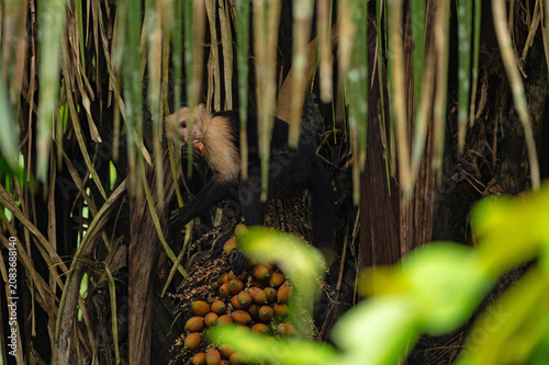Photography capuchin monkey in a rainforest near Gamboa in Panama