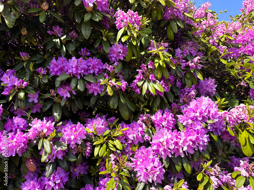 A vibrant display of pink rhododendron flowers contrasts beautifully with dark green leaves. The sunlight enhances the vivid colors and natural beauty by the roadside in, Stanbury, Haworth, UK