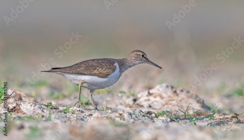 Foto The Common Sandpiper (Actitis hypoleucos) is a wetland bird that feeds on mollusks near lakes and streams