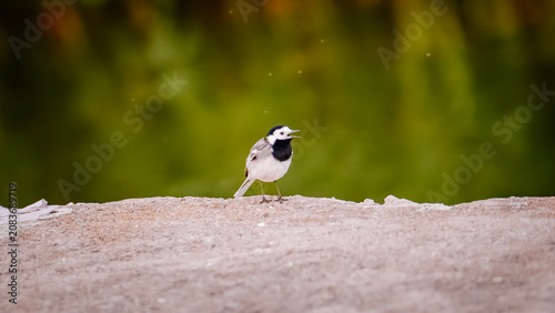 White wagtail bird singing on a stone wall with green bokeh background