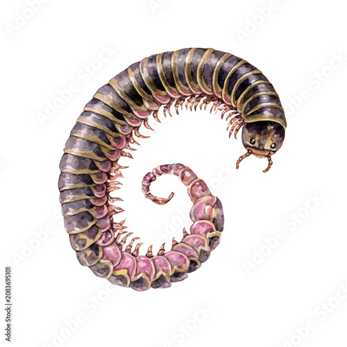 Foto Millipede, watercolor design element isolated on white background