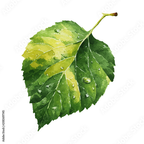 Birch Leaf, watercolor illustration isolated on white background