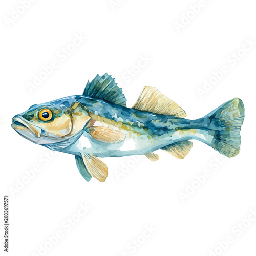 Fotografie Watercolor illustration of Haddock, isolated on white background