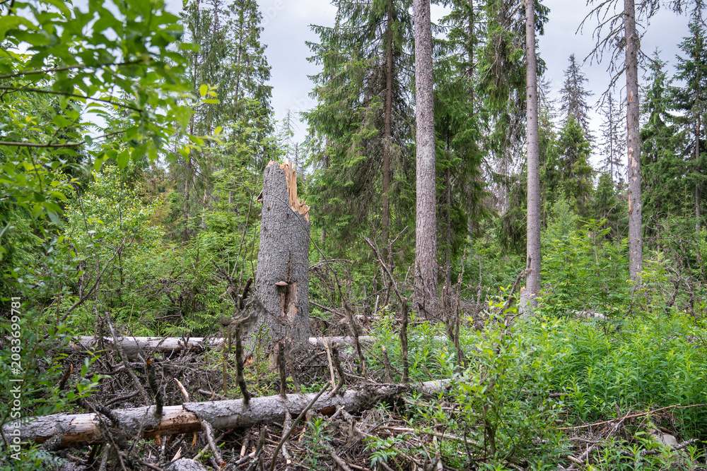 Fototapeta premium Dead, dry trees fell down affected by invasion of bark beetles and heavy storm in wild spruce woodlands, hurricane and bug infestation aftermath in forest, several trees broke down after windfall.