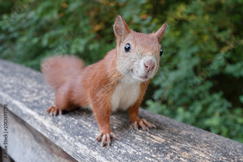 Eichhörnchen