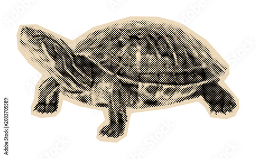 Bild auf Leinwand Freshwater turtle or terrapin reptile with its protective shell, rendered in a v