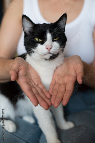 фотографія A black and white domestic cat sits calmly on a person's lap
