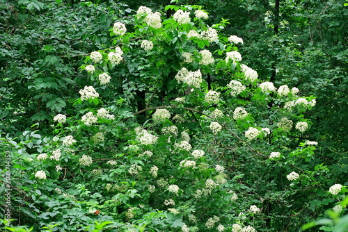 a blooming elderberry bush in the Cybina River valley