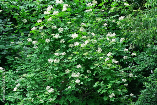 a blooming elderberry bush in the Cybina River valley
