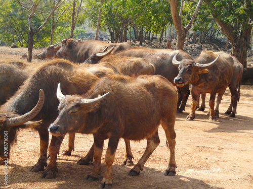 Photography a herd of buffalo lives in the reserve